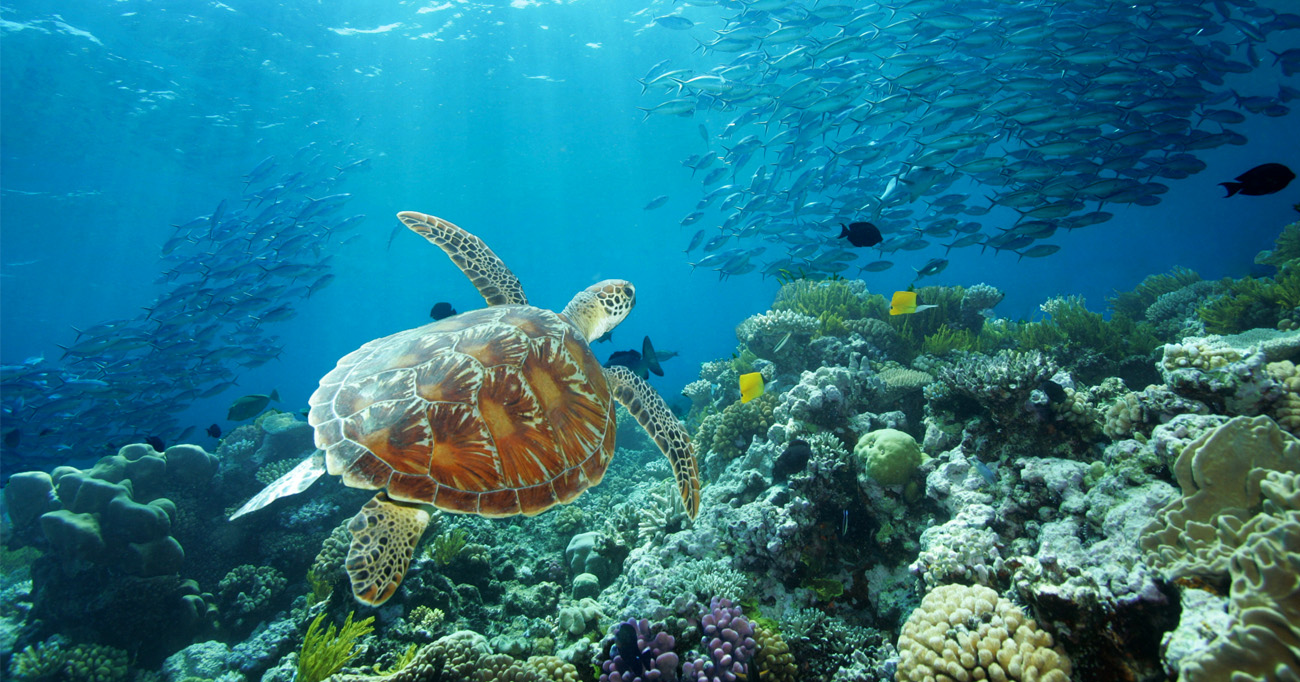 Ocean and reef inspired travel imagery