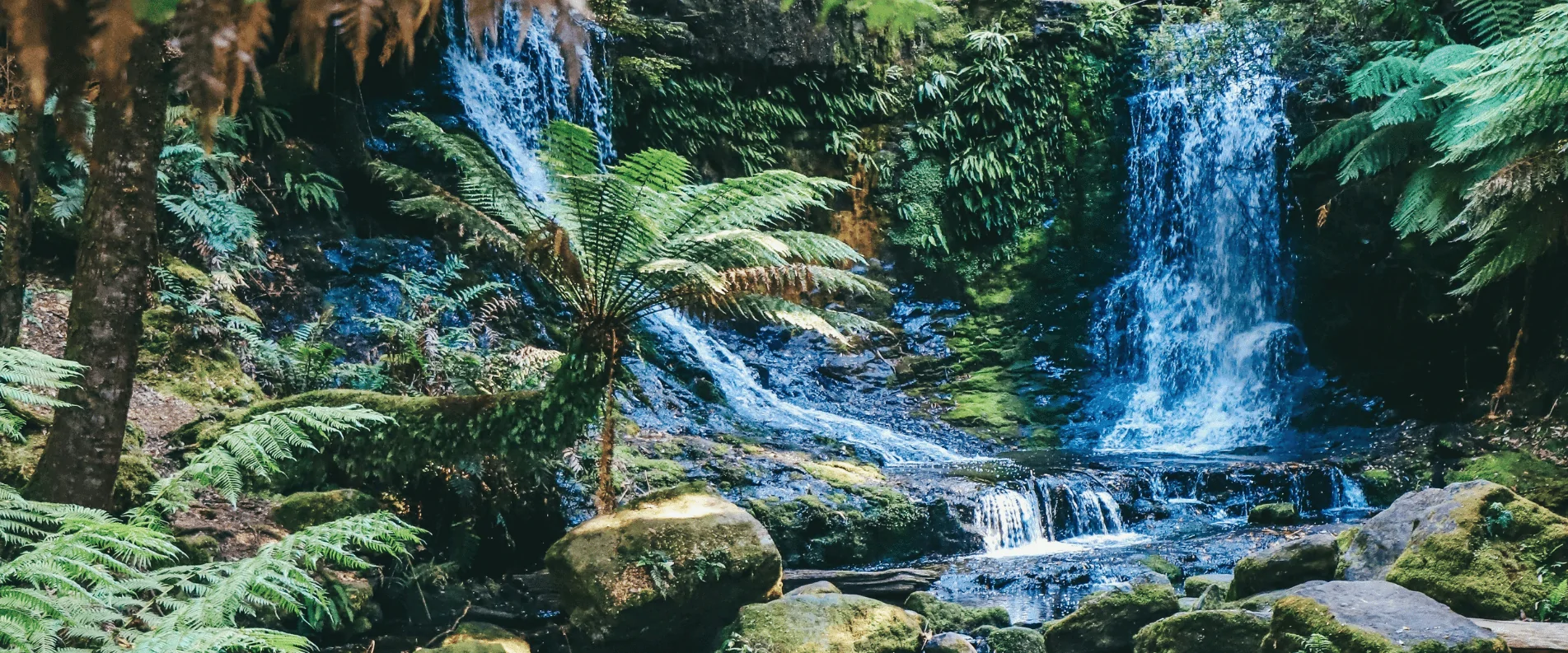 Palm-lined tropical coastline for destination travel