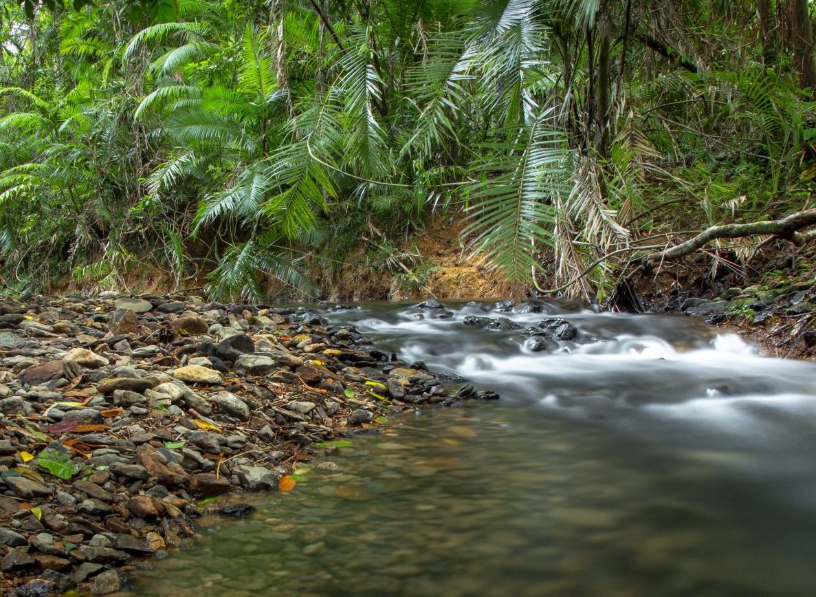 Rainforest tour experience